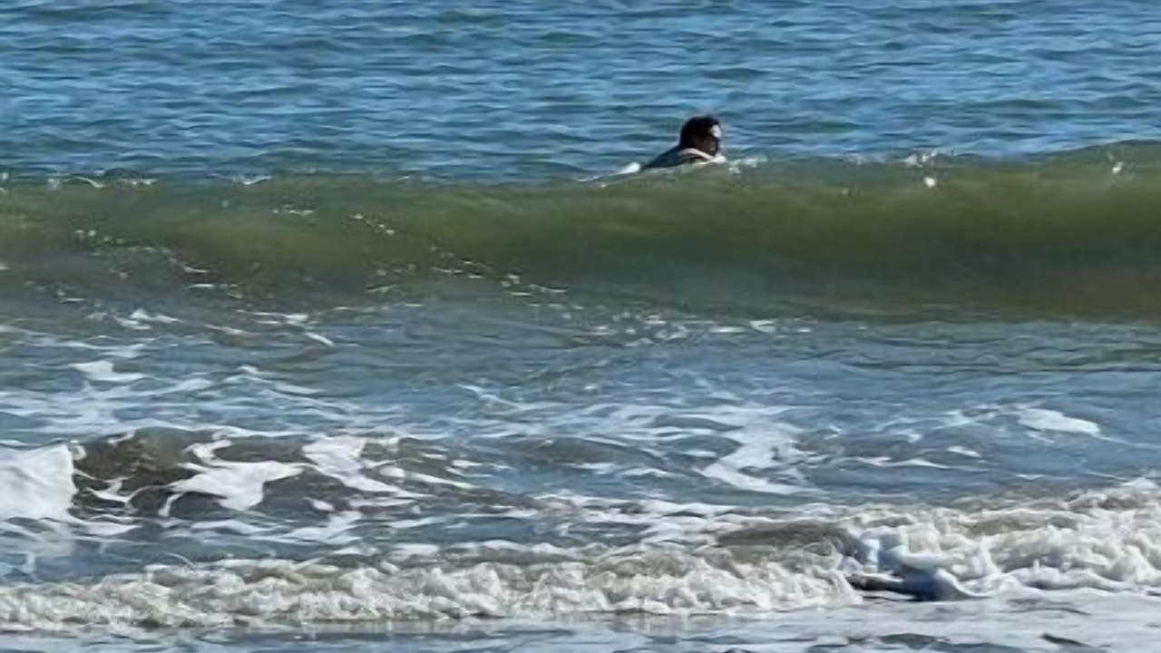 Photo of Others in Sullivan's Island
