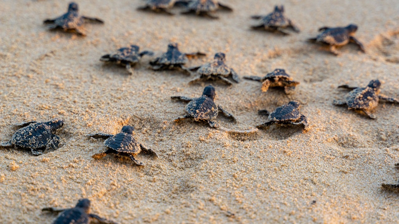 Photo of Others in Wadmalaw Island