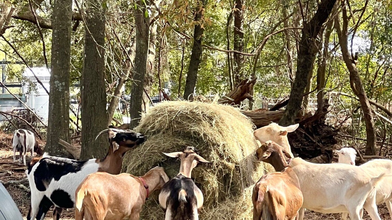 Photo of Others in Wadmalaw Island