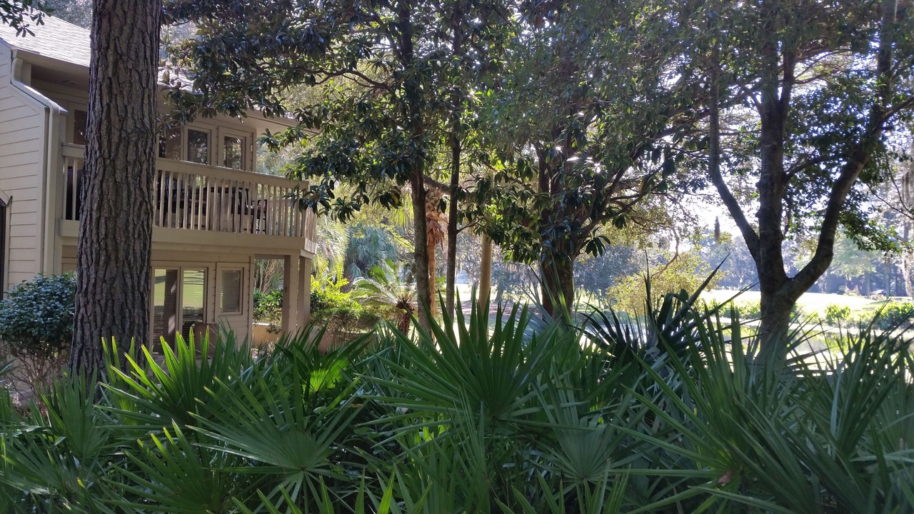 Photo of Outdoor in Palmetto Dunes