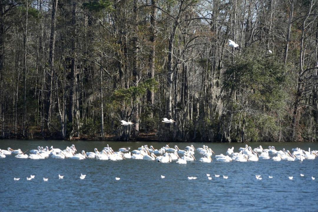 Photo of Others in Eutawville