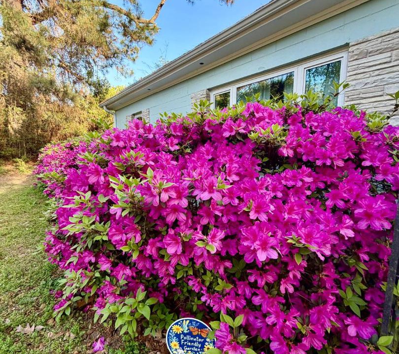 Photo of Outdoor in Charleston